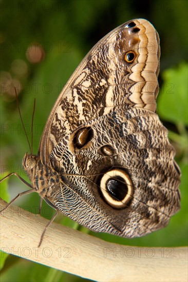 Giant Owl Butterfly