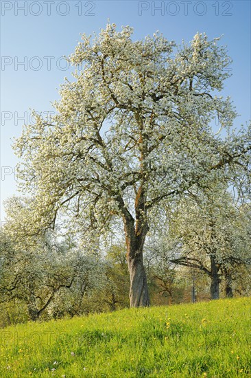 Bluehende Birnbaeume im Fruehling in bluehender Wiese auf dem Hirzel im Kanton Zuerich