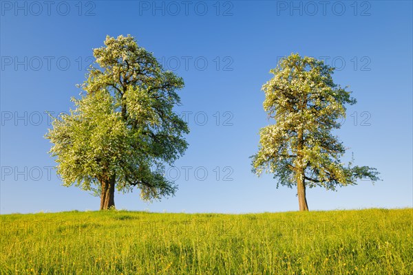 Zwei grosse freistehende und bluehende Birnbaeume auf Blumenwiese im warmen Morgenlicht