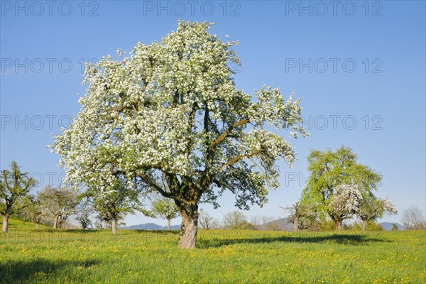 Bluehende Birnbaeume im Fruehling in bluehender Blumenwiese