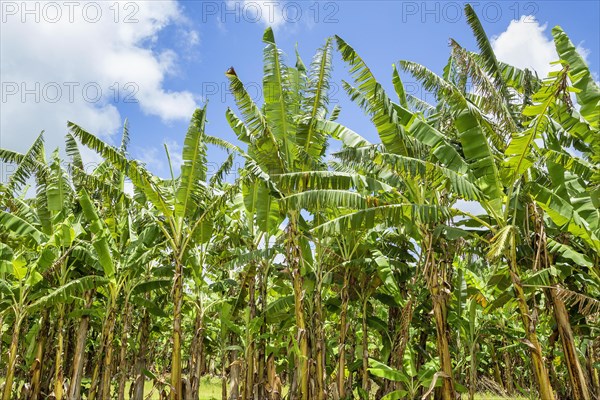 Banana trees in Lihue