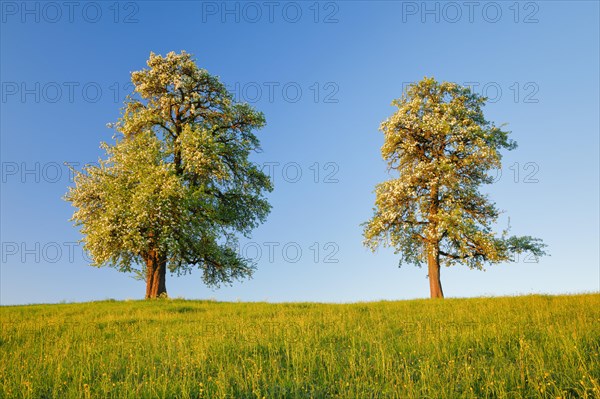 Zwei grosse freistehende und bluehende Birnbaeume auf Blumenwiese im warmen Morgenlicht