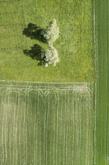 Luftuafnahme gruener Agrarlandschaft mit zwei bluehenden Birnenbaeumen im Fruehling