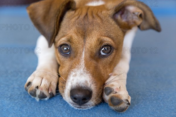 Mixed breed puppy dog laying her head between her paws