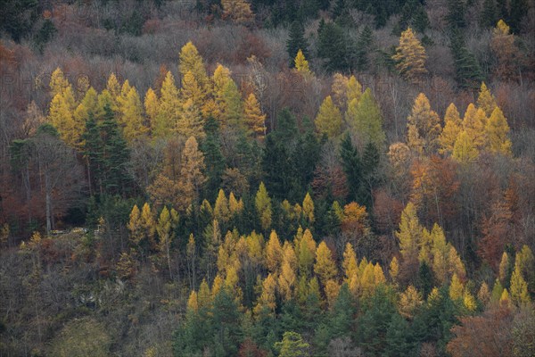 Mountain forest