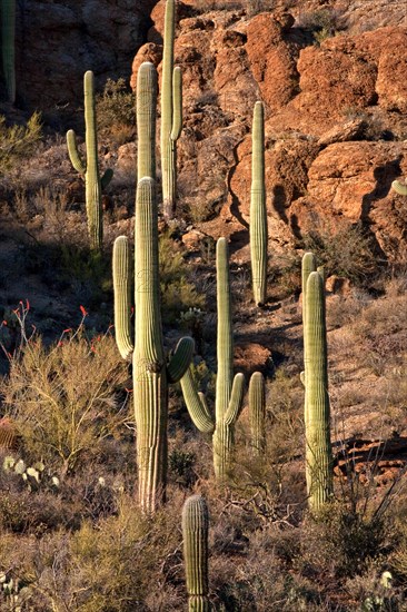 Saguaro cacti in Tucson