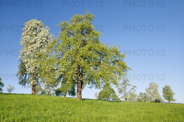 Bluehende Birnbaeume im Fruehling auf gruener Wiese