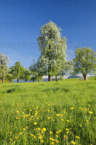 Bluehende Birnbaeume im Fruehling in bluehender Blumenwiese