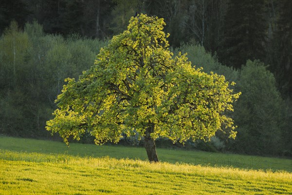 Abendliches Gegenlicht durchleuchtet alleinstehenden Birnbaum vor dunkelgruenem Wald im Hintergund