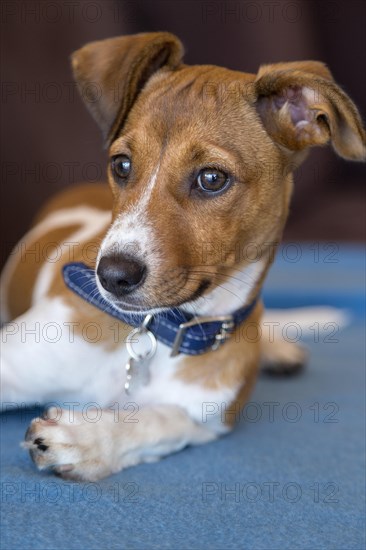 Mixed breed puppy dog laying on a blue blanket