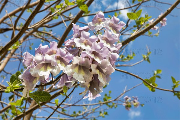 Paulownia