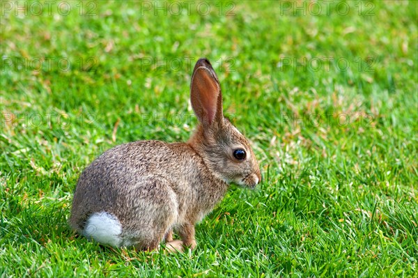 Wild baby bunny in San Diego