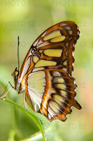 Malachite butterfly