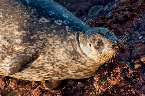 Harbor Seal in La Jolla Cove