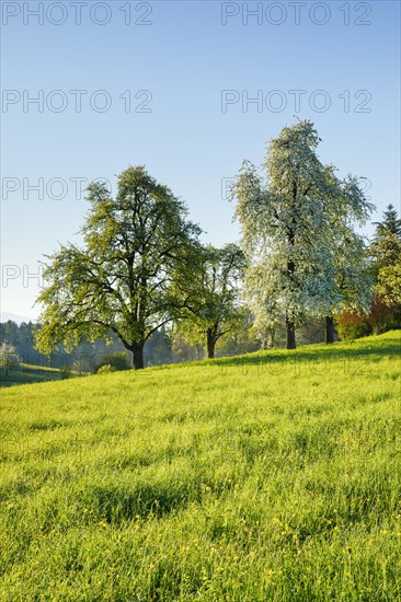 Bluehende Birnbaeume im Fruehling auf gruener Wiese bei Sonnenaufgang