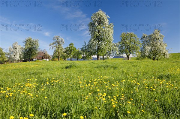 Bluehende Birnbaeume im Fruehling in bluehender Blumenwiese