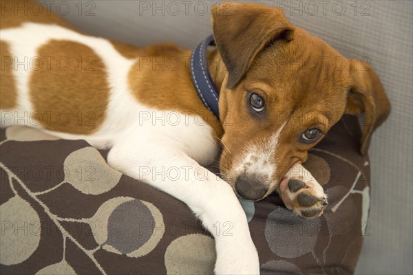 Relaxing mixed breed puppy dog