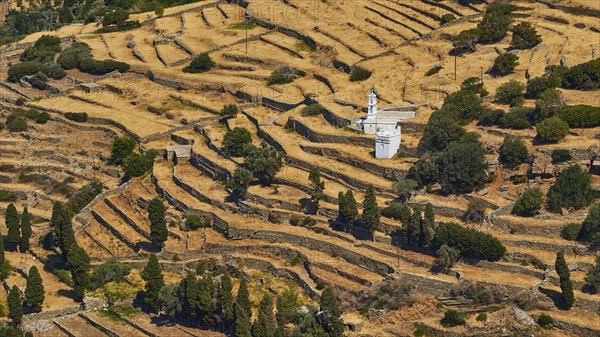 Olive trees