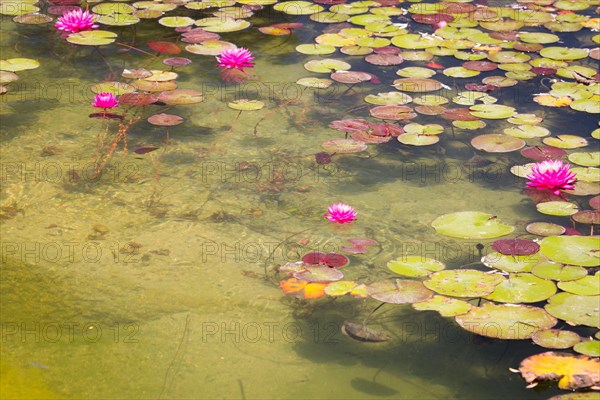 Beautiful pink lotus flowers lily pond