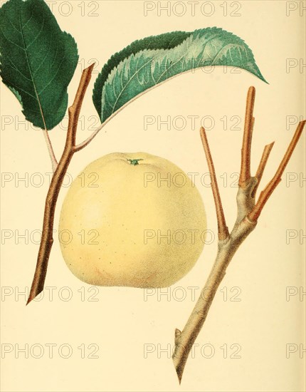 Apfel der Sorte the Early Harvest Apple
