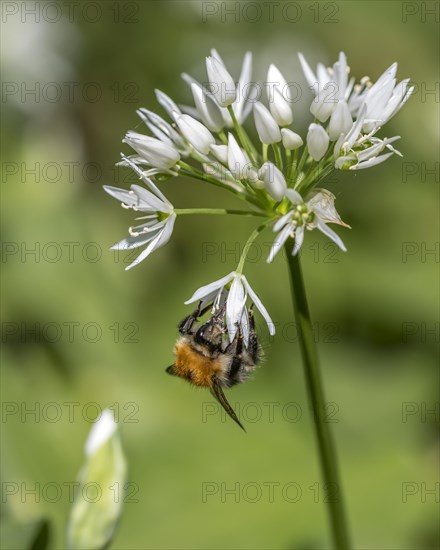 Tree bumblebee