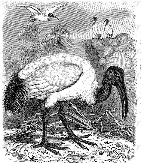 Sacred Ibis