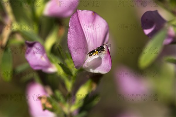 Sweat bee