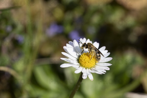 Sweat bee