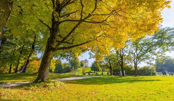 Autumn trees with yellow foliage