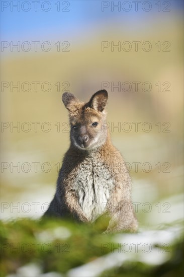 Red-necked wallaby