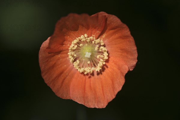 Welsh poppy