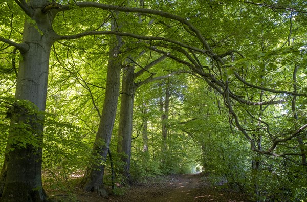 Beech forest