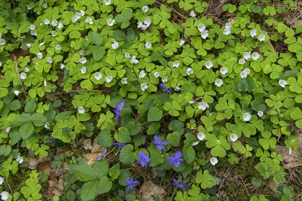 Flowering wood sorrel