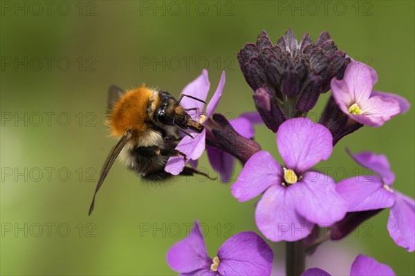 Common carder-bee