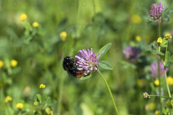 Red-tailed bumblebee