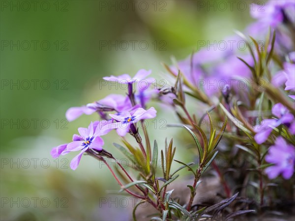 Flowering creeping phlox