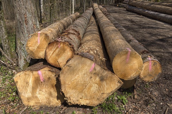 Stacked european spruce