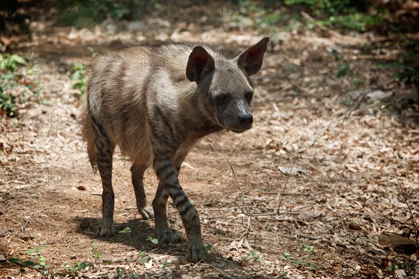 Striped hyaena in forest