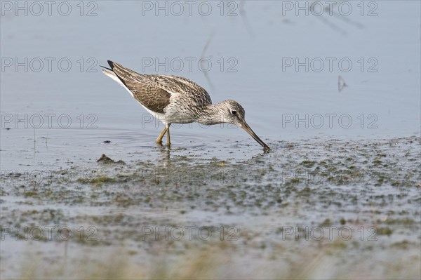 Common greenshank