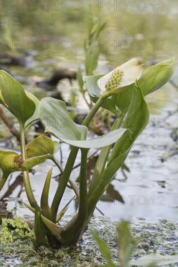 Bog arum