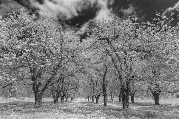 Blossoming wild cherry