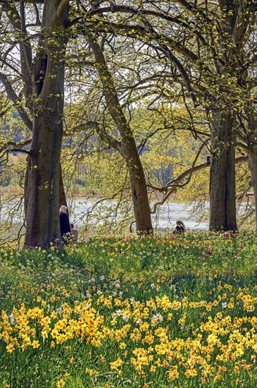 Daffodils