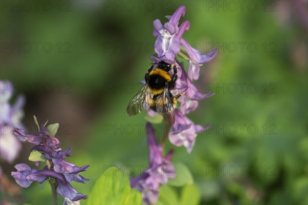 Garden bumblebee