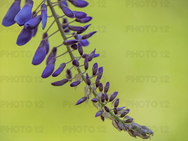 Flowering wisterias