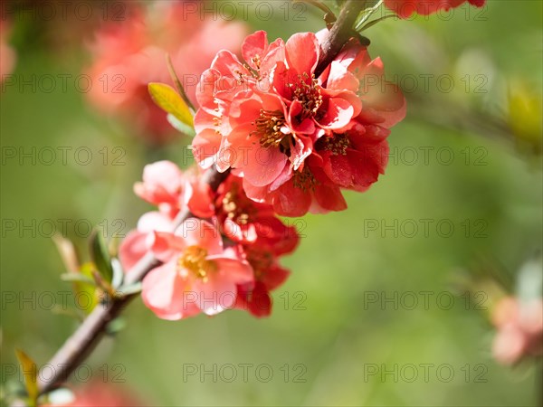 Japanese quince