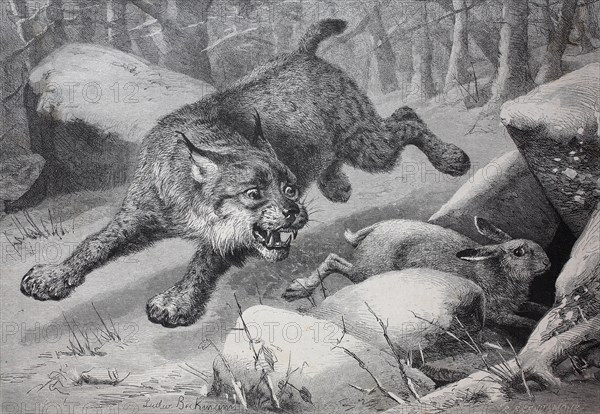 Lynx following a snow hare that takes refuge in a small cave
