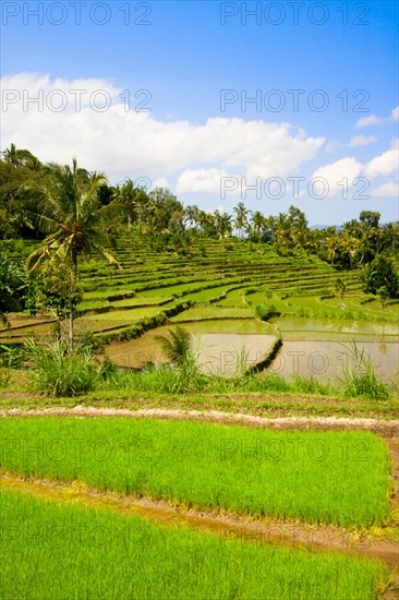 Green rice terraces on Bali island