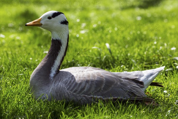 Bar-headed goose