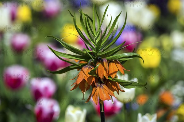 Flowering kaiser's crown