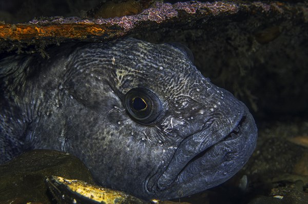 Atlantic wolffish